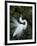 Great Egret Exhibiting Sky Pointing on Nest, St. Augustine, Florida, USA-Jim Zuckerman-Framed Photographic Print