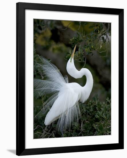 Great Egret Exhibiting Sky Pointing on Nest, St. Augustine, Florida, USA-Jim Zuckerman-Framed Photographic Print