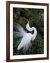 Great Egret Exhibiting Sky Pointing on Nest, St. Augustine, Florida, USA-Jim Zuckerman-Framed Photographic Print