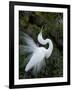 Great Egret Exhibiting Sky Pointing on Nest, St. Augustine, Florida, USA-Jim Zuckerman-Framed Photographic Print