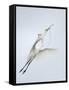 Great Egret Flying with Nesting Material, St. Augustine Alligator Farm, St. Augustine, Florida, USA-Arthur Morris-Framed Stretched Canvas