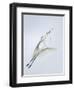 Great Egret Flying with Nesting Material, St. Augustine Alligator Farm, St. Augustine, Florida, USA-Arthur Morris-Framed Photographic Print