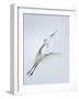 Great Egret Flying with Nesting Material, St. Augustine Alligator Farm, St. Augustine, Florida, USA-Arthur Morris-Framed Photographic Print