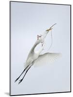 Great Egret Flying with Nesting Material, St. Augustine Alligator Farm, St. Augustine, Florida, USA-Arthur Morris-Mounted Photographic Print