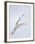 Great Egret Flying with Nesting Material, St. Augustine Alligator Farm, St. Augustine, Florida, USA-Arthur Morris-Framed Photographic Print