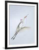 Great Egret Flying with Nesting Material, St. Augustine Alligator Farm, St. Augustine, Florida, USA-Arthur Morris-Framed Photographic Print