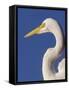 Great Egret, Ft. Myers Beach, Florida-Peter Hawkins-Framed Stretched Canvas