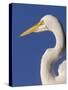 Great Egret, Ft. Myers Beach, Florida-Peter Hawkins-Stretched Canvas