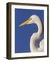 Great Egret, Ft. Myers Beach, Florida-Peter Hawkins-Framed Photographic Print