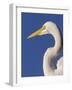 Great Egret, Ft. Myers Beach, Florida-Peter Hawkins-Framed Photographic Print