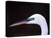 Great Egret in Breeding Plumage, Florida, USA-Charles Sleicher-Stretched Canvas