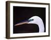 Great Egret in Breeding Plumage, Florida, USA-Charles Sleicher-Framed Photographic Print