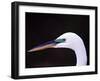 Great Egret in Breeding Plumage, Florida, USA-Charles Sleicher-Framed Photographic Print