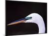 Great Egret in Breeding Plumage, Florida, USA-Charles Sleicher-Mounted Photographic Print