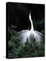 Great Egret in Courtship Display-Charles Sleicher-Stretched Canvas