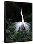 Great Egret in Courtship Display-Charles Sleicher-Framed Stretched Canvas