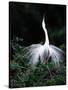 Great Egret in Courtship Display-Charles Sleicher-Stretched Canvas