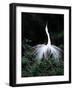 Great Egret in Courtship Display-Charles Sleicher-Framed Photographic Print