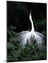 Great Egret in Courtship Display-Charles Sleicher-Mounted Photographic Print