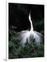 Great Egret in Courtship Display-Charles Sleicher-Framed Photographic Print