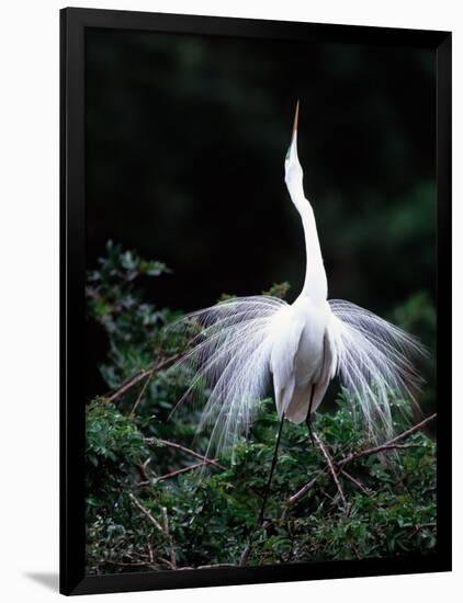 Great Egret in Courtship Display-Charles Sleicher-Framed Photographic Print