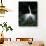 Great Egret in Courtship Display-Charles Sleicher-Photographic Print displayed on a wall