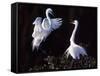 Great Egret in Courtship Display-Charles Sleicher-Framed Stretched Canvas