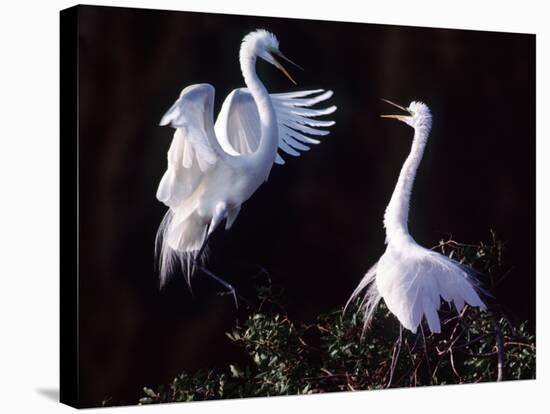 Great Egret in Courtship Display-Charles Sleicher-Stretched Canvas