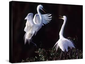 Great Egret in Courtship Display-Charles Sleicher-Stretched Canvas