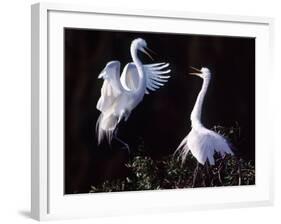 Great Egret in Courtship Display-Charles Sleicher-Framed Photographic Print