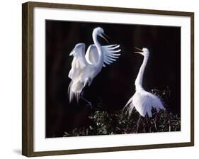 Great Egret in Courtship Display-Charles Sleicher-Framed Photographic Print