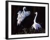 Great Egret in Courtship Display-Charles Sleicher-Framed Photographic Print