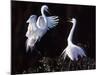Great Egret in Courtship Display-Charles Sleicher-Mounted Photographic Print