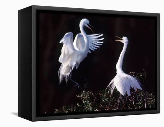 Great Egret in Courtship Display-Charles Sleicher-Framed Stretched Canvas