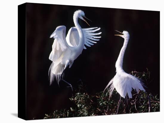 Great Egret in Courtship Display-Charles Sleicher-Stretched Canvas