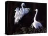 Great Egret in Courtship Display-Charles Sleicher-Stretched Canvas