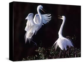 Great Egret in Courtship Display-Charles Sleicher-Stretched Canvas