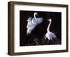 Great Egret in Courtship Display-Charles Sleicher-Framed Photographic Print