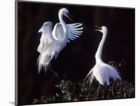 Great Egret in Courtship Display-Charles Sleicher-Mounted Photographic Print