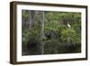 Great Egret in Everglades National Park, Florida, USA-Chuck Haney-Framed Photographic Print
