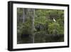 Great Egret in Everglades National Park, Florida, USA-Chuck Haney-Framed Photographic Print