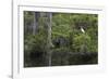 Great Egret in Everglades National Park, Florida, USA-Chuck Haney-Framed Photographic Print