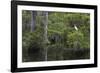 Great Egret in Everglades National Park, Florida, USA-Chuck Haney-Framed Photographic Print