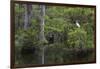 Great Egret in Everglades National Park, Florida, USA-Chuck Haney-Framed Photographic Print