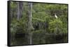 Great Egret in Everglades National Park, Florida, USA-Chuck Haney-Framed Stretched Canvas