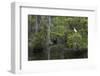 Great Egret in Everglades National Park, Florida, USA-Chuck Haney-Framed Photographic Print
