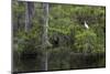 Great Egret in Everglades National Park, Florida, USA-Chuck Haney-Mounted Photographic Print