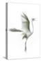 Great Egret in Flight, Digitally Altered-Rona Schwarz-Stretched Canvas