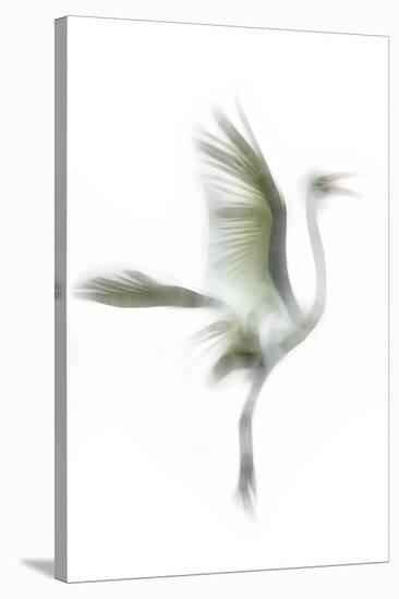 Great Egret in Flight, Digitally Altered-Rona Schwarz-Stretched Canvas