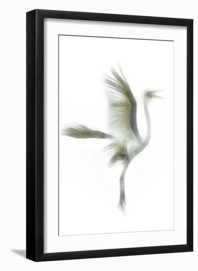 Great Egret in Flight, Digitally Altered-Rona Schwarz-Framed Premium Photographic Print